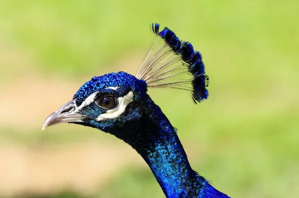 Μπλε Peacock Closeup Θολό Φόντο — Φωτογραφία Αρχείου