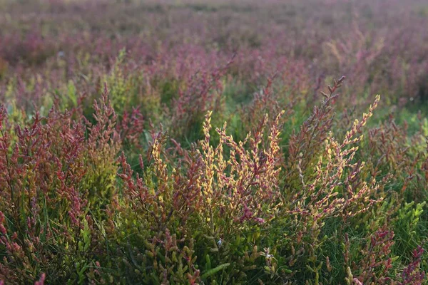 Salt Meadow Glasswort Salicornia Europaea Países Bajos Europa — Foto de Stock