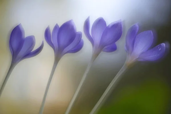 Outono Crocus Closeup Imagem Turva — Fotografia de Stock