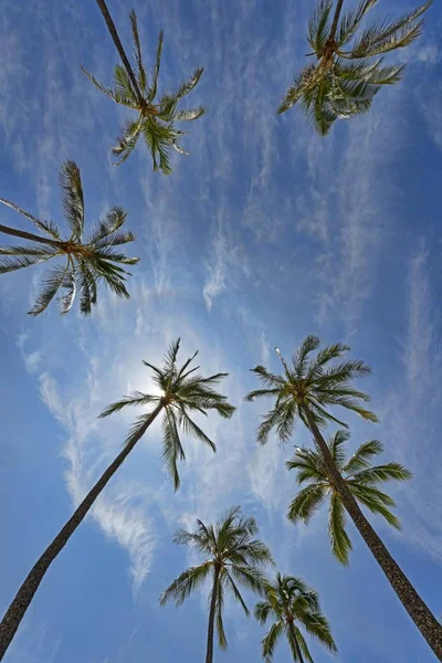 Живописный Вид Пальмовые Деревья Залив Ханаума Оаху Гавайи Сша Северная — стоковое фото
