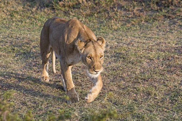 Lioness Panthera Leo Maasai Mara Кения Африка — стоковое фото
