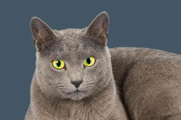 Russisch Blau Reinrassige Katze — Stockfoto