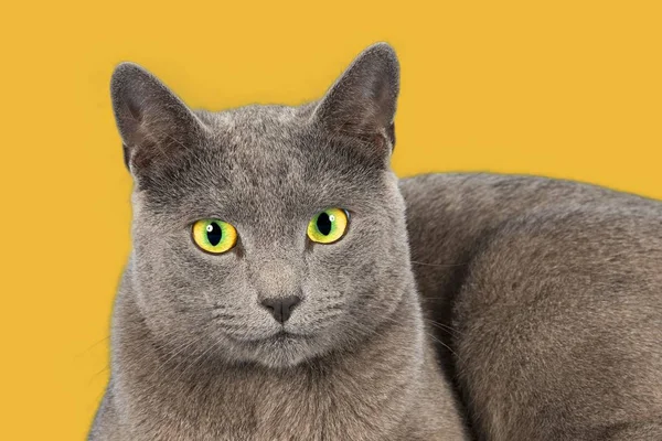 Ruská Modrá Čistokrevná Kočka — Stock fotografie