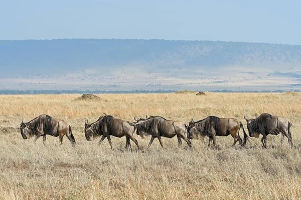 Malowniczy Widok Migrację Błękitnych Dzikich Zwierząt Rezerwat Narodowy Masai Mara — Zdjęcie stockowe