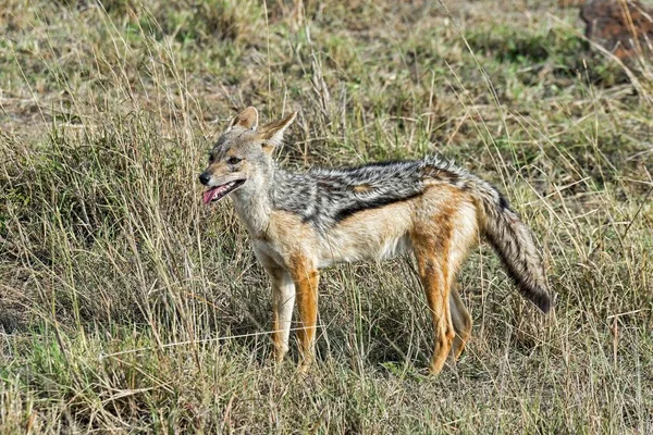 Sciacallo Dalla Schiena Nera Nella Natura Selvaggia — Foto Stock