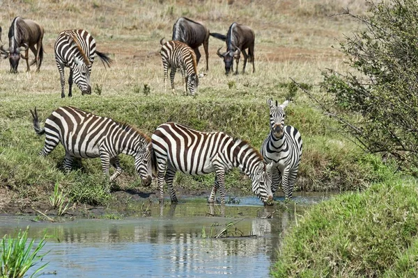 Zebras Perto Local Rega Reserva Nacional Maasai Mara Serengeti Província — Fotografia de Stock