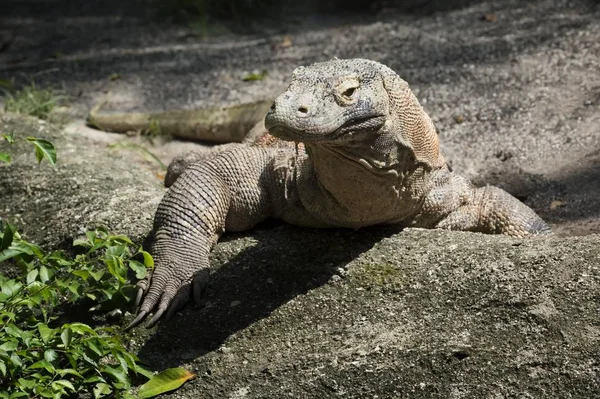 Komodo Dragon Esaret Yakın Çekim Görüntüsü — Stok fotoğraf