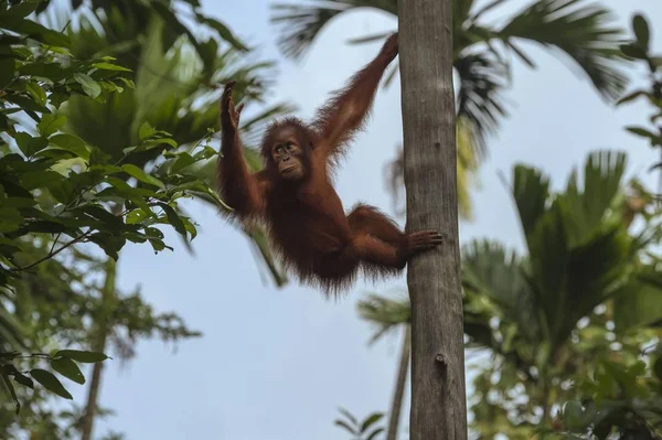 Bornean Orangutan Młodociany Drzewie Singapur Azja — Zdjęcie stockowe