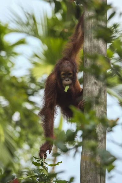 Bornean Orangutan Młodociany Drzewie Żywiący Się Liśćmi Singapur Azja — Zdjęcie stockowe