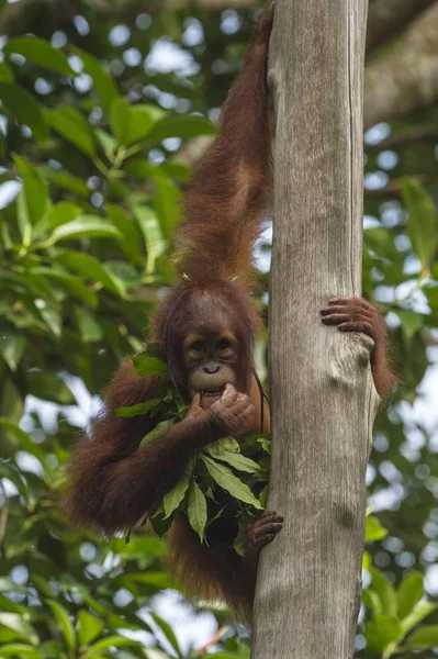 Bornean Orangutan Młodociany Drzewie Żywiący Się Liśćmi Singapur Azja — Zdjęcie stockowe