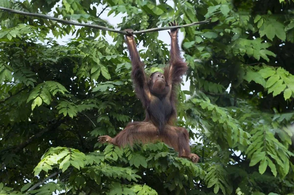Bornean Orangutan Wiszący Linie Singapur Azja — Zdjęcie stockowe