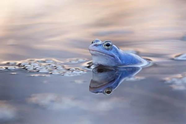 Moor Frog Widok Bliska Rozmyte Tło — Zdjęcie stockowe