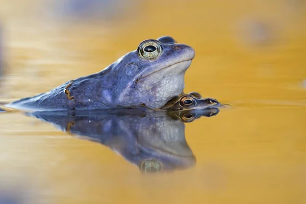 Moor Frog Närbild Suddig Bakgrund — Stockfoto