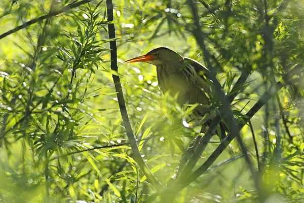 Malý Zahořklý Pes Podsvícení Vrbě Sasko Anhaltsko Německo Evropa — Stock fotografie