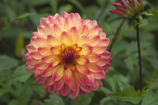 Flor Una Dalia Dahlia — Foto de Stock