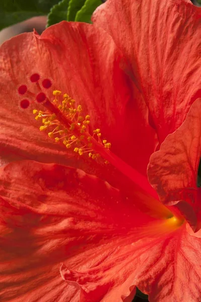 Stamens of a hibiscus flower (Hibiscus), Bavaria, Germany, Europe