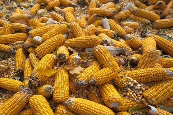 Érett Kukorica Kukorica Zea Mays Subsp Mays Bajorország Németország Európa — Stock Fotó