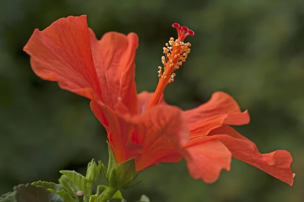 Κόκκινο Λουλούδι Hibiscus Hibiscus Βαυαρία Γερμανία Ευρώπη — Φωτογραφία Αρχείου