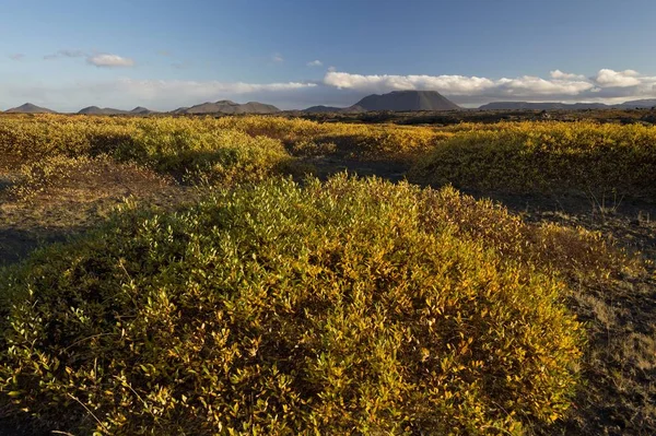 Herbstliches Laub Island Europa — Stockfoto