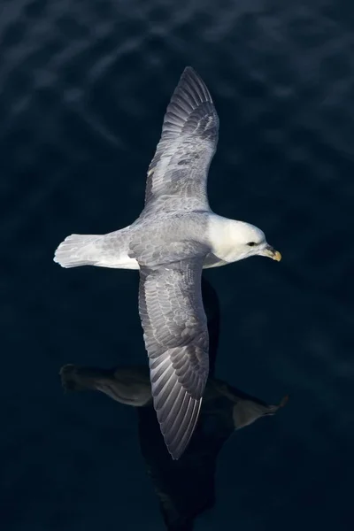 Vista Primer Plano Del Norte Fulmar Vuelo — Foto de Stock