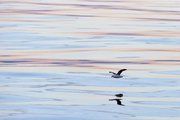 Fulmar Nord Vol Nuages Ciel Nocturne Reflétés Dans Mer Groenland — Photo