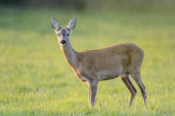 Roe Deer Stojący Łące Łonie Natury — Zdjęcie stockowe