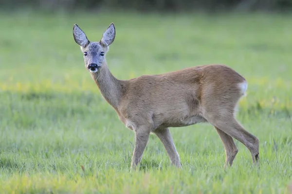 Roe Deer Στέκεται Ένα Λιβάδι Στη Φύση — Φωτογραφία Αρχείου