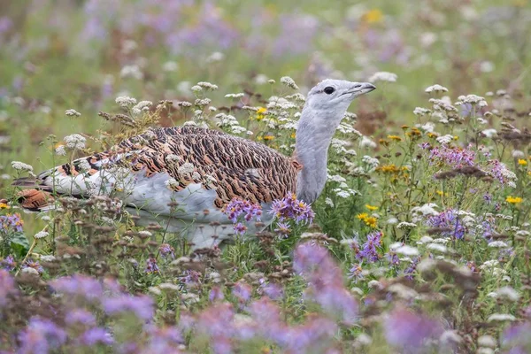 Great Bustard Field Wild Flowers — Zdjęcie stockowe