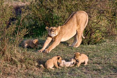Lioness (Panthera leo) with cubs, Maasai Mara, Kenya, Africa clipart