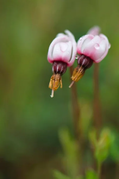 Cranberry Vaccinium Oxycoccus Flowers Emsland Lower Saxony Germany Europe — Stock Photo, Image