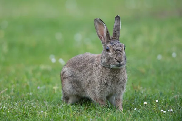 ヨーロッパウサギ Orytolagus Cunichus エムズランド ニーダーザクセン州 ドイツ ヨーロッパ — ストック写真