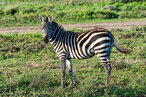 Równiny Zebra Equus Quagga Serengeti Tanzania Afryka — Zdjęcie stockowe