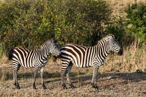 Duas Planícies Zebras Equus Quagga Maasai Mara Quênia África — Fotografia de Stock