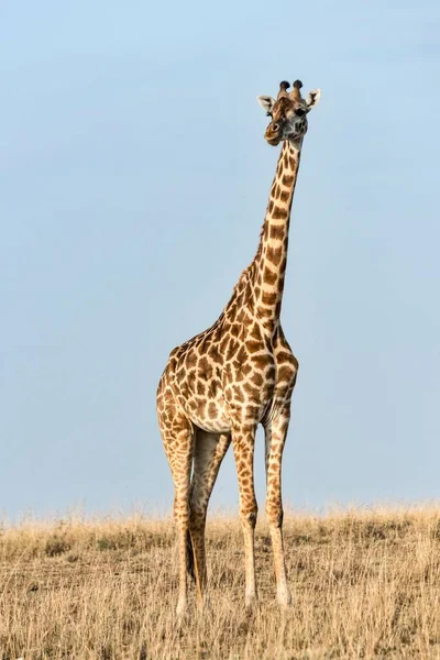 Jirafa Giraffa Camelopardalis Maasai Mara Kenia África — Foto de Stock