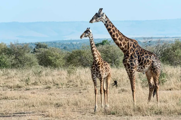 Żyrafy Giraffa Camelopardalis Maasai Mara Kenia Afryka — Zdjęcie stockowe