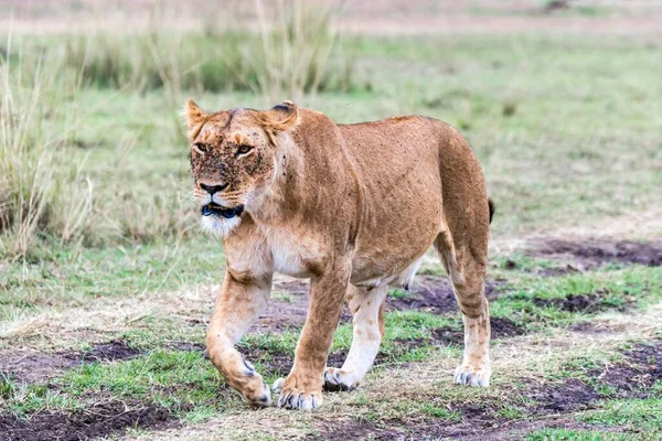 Leona Panthera Leo Con Muchas Moscas Plaga Moscas Maasai Mara — Foto de Stock