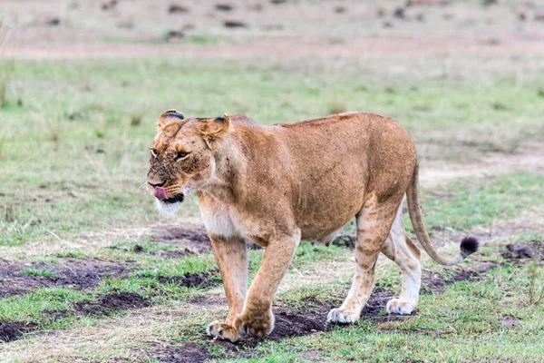 Lvice Panthera Leo Mnoha Mouchami Muškaření Maasai Mara Keňa Afrika — Stock fotografie