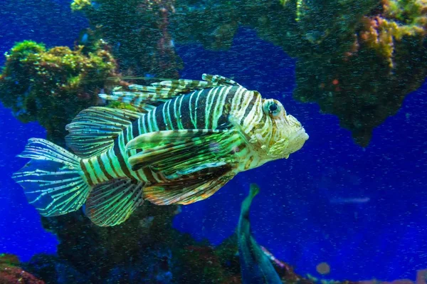 Червона Рибка Pterois Volitans Полонена — стокове фото