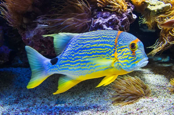 Blue Lined Sea Bream Symphorichthys Spilurus Captive — Stock Photo, Image