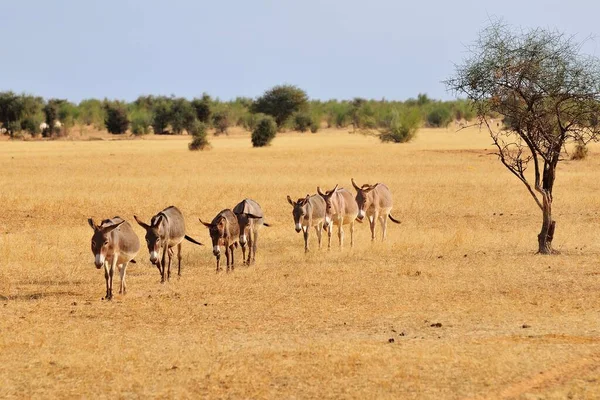 Troupeau Ânes Marchant Long Steppe Aleg Région Brakna Mauritanie Afrique — Photo