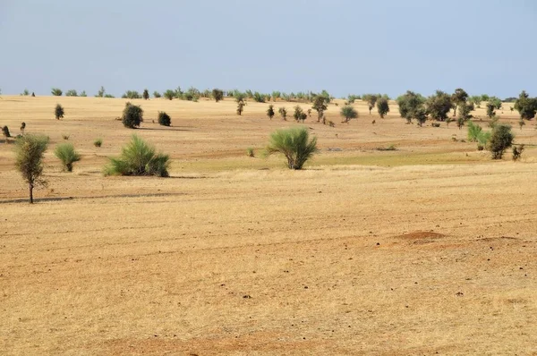 Veldt Aleg Brakna Mauretanien Afrika — Stockfoto