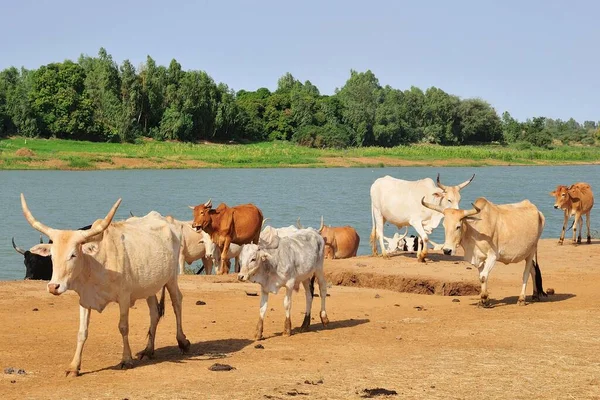 Худоба Біля Річки Сенегал Bogue Brakna Region Mauritania Africa — стокове фото