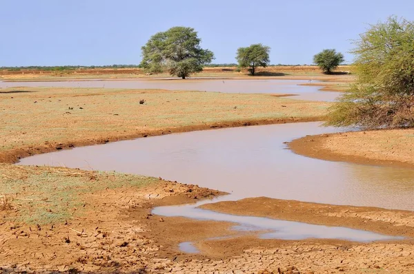 Piccolo Stagno Nel Deserto Dopo Pioggia Bogue Regione Brakna Mauritania — Foto Stock