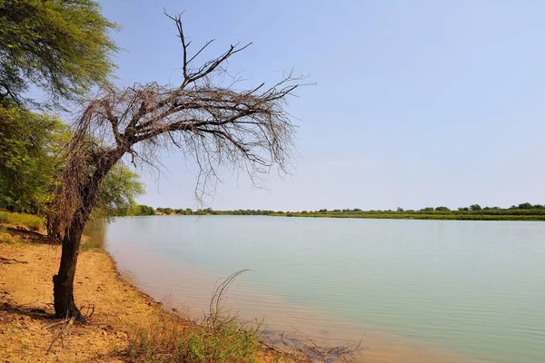 Döda Träd Vid Floden Senegals Strand Lekseiba Braknaområdet Mauretanien Afrika — Stockfoto