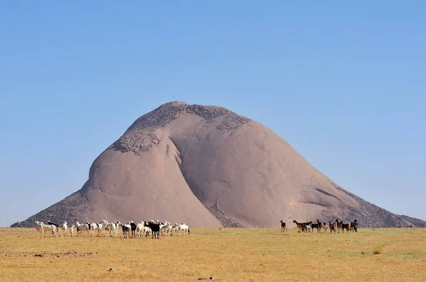 Troupeau Chèvres Devant Monolithe Aicha Dans Désert Plat Région Adrar — Photo