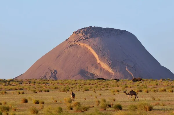 Camellos Frente Ben Amira Segundo Monolito Más Grande Del Mundo — Foto de Stock