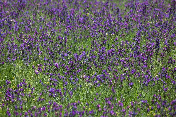 Purpurová Zmije Echium Plantagineum Gran Canaria Kanárské Ostrovy Španělsko Evropa — Stock fotografie