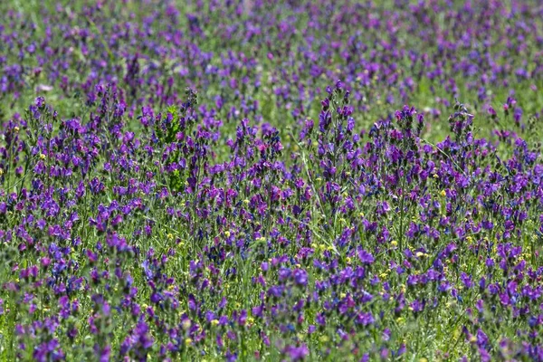 Fioletowy Błękit Echium Plantagineum Gran Canaria Wyspy Kanaryjskie Hiszpania Europa — Zdjęcie stockowe