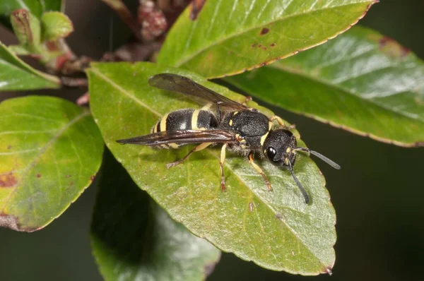 Osa Potter Ancistrocerus Nigricornis Badenia Wirtembergia Niemcy Europa — Zdjęcie stockowe