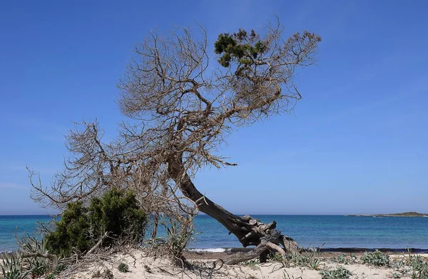 Pino Sradicato Pinus Sulla Spiaggia Naturale Colonia Sant Jordi Maiorca — Foto Stock